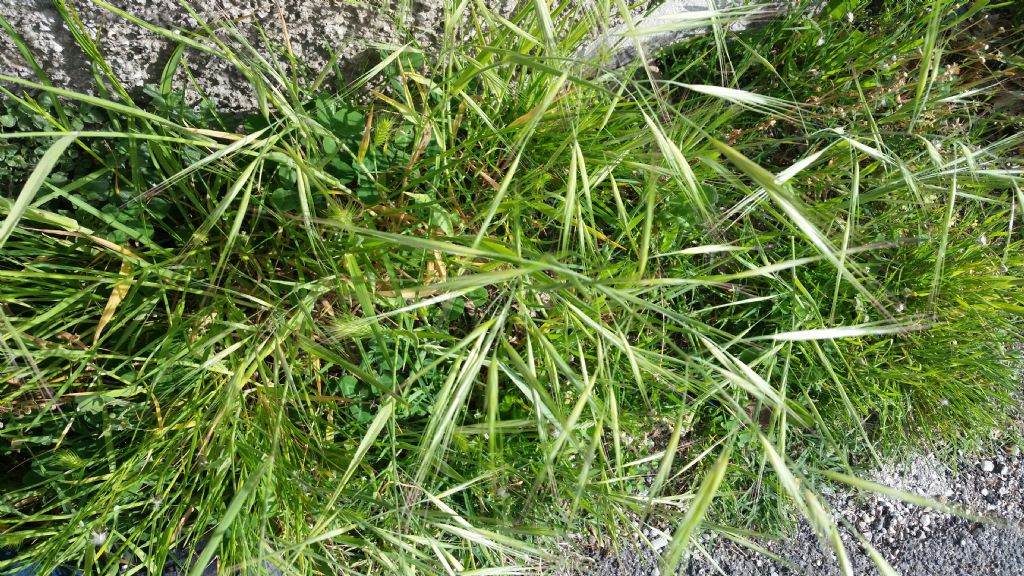 Cos''?  Bromus sp. (Poaceae)